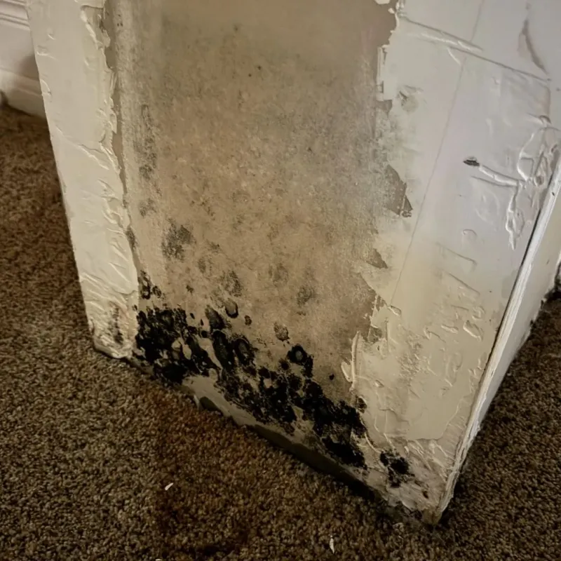 Professional Mold Removal in Jolivue, VA